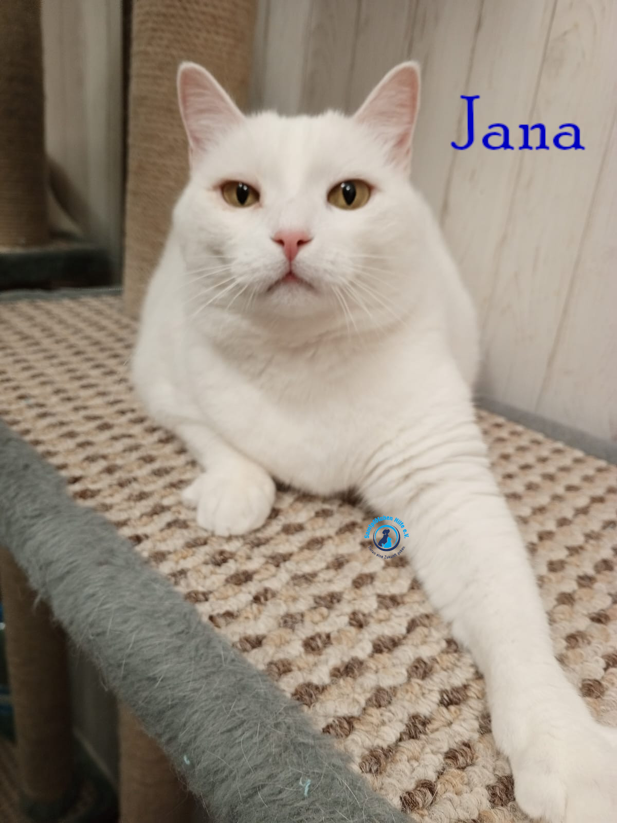 Nadezhda/Katzen/Jana_II/Jana_II56mN.jpg