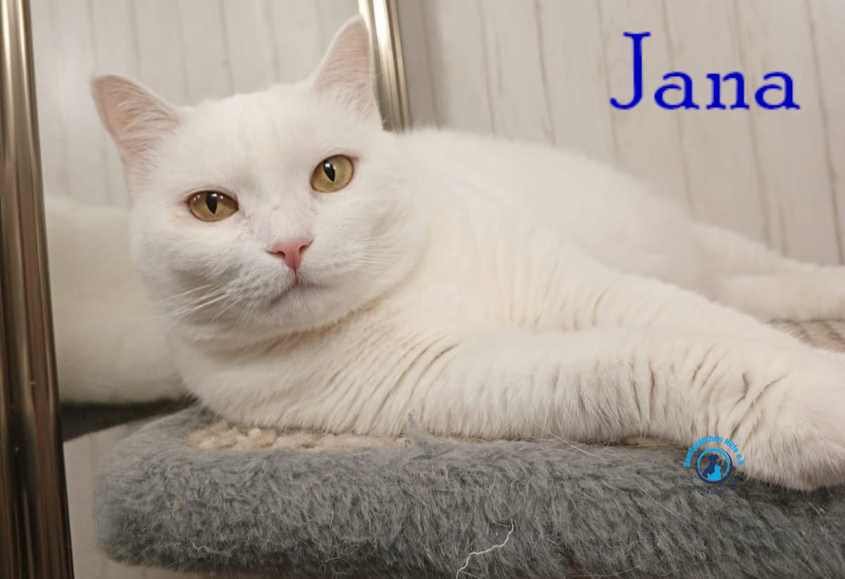 Nadezhda/Katzen/Jana_II/Jana_II59mN.jpg