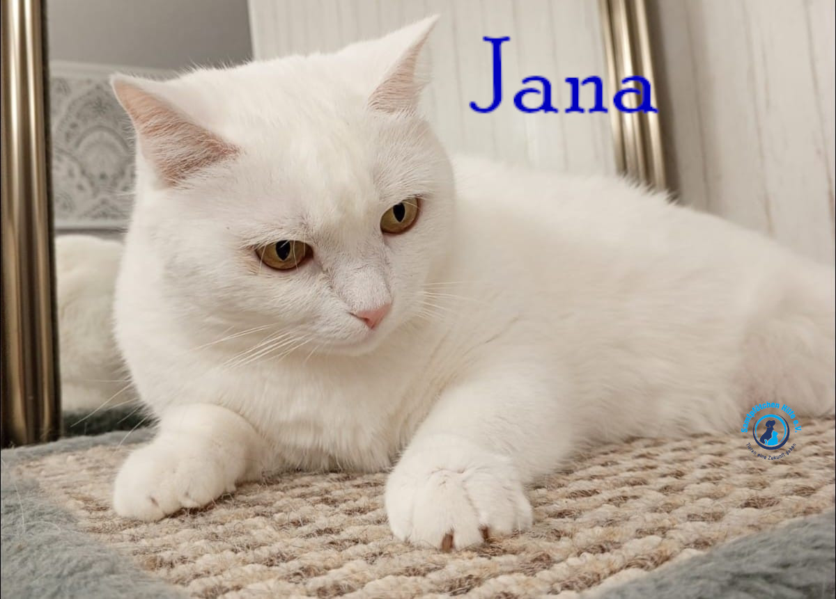 Nadezhda/Katzen/Jana_II/Jana_II60mN.jpg