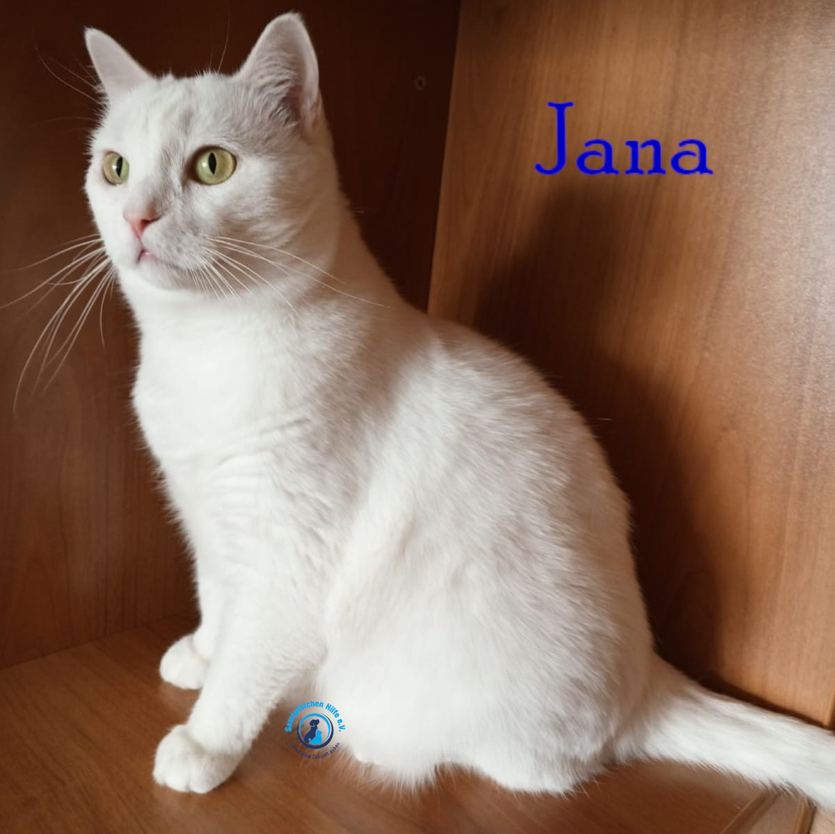 Nadezhda/Katzen/Jana_II/Jana_II62mN.jpg
