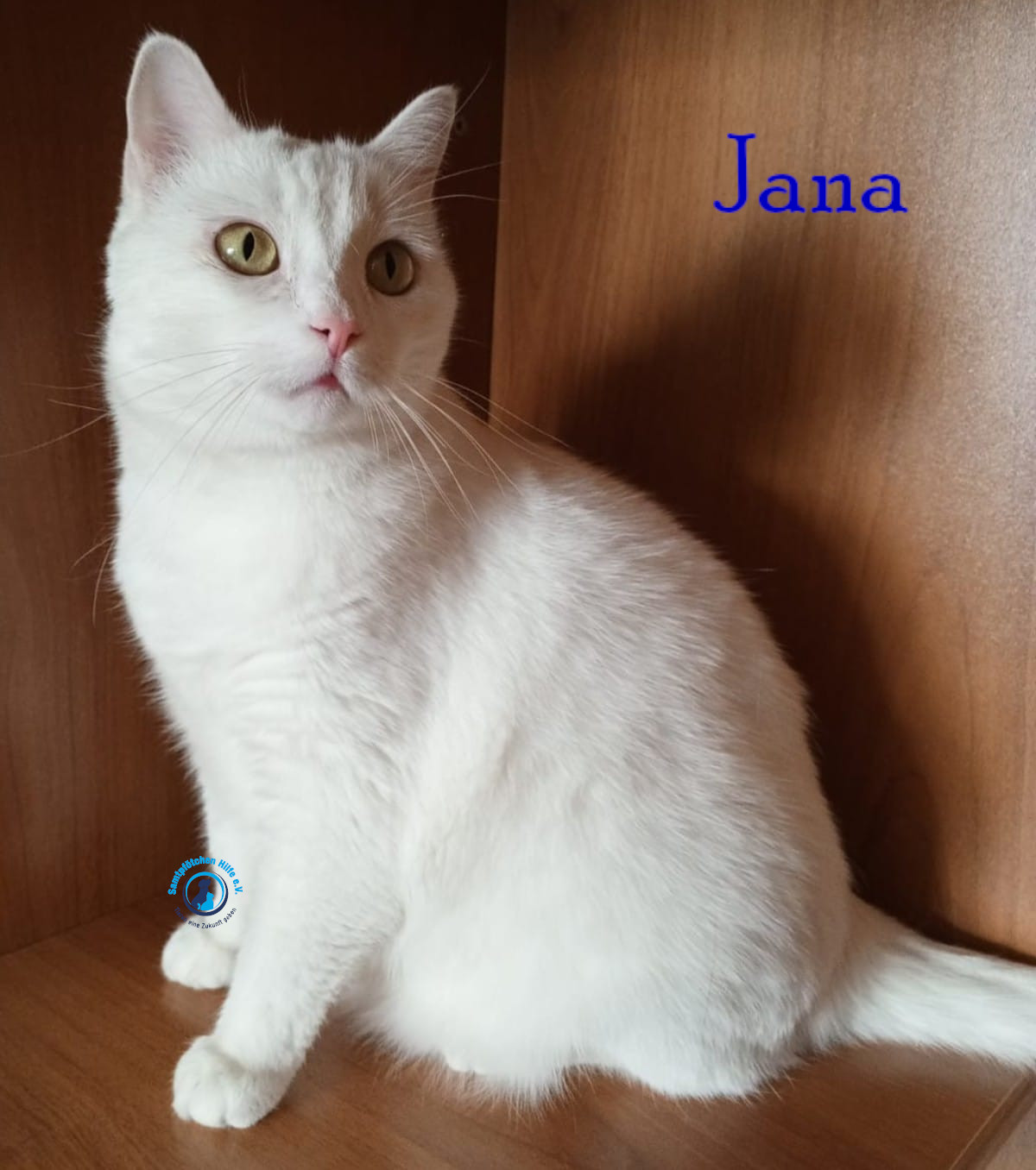 Nadezhda/Katzen/Jana_II/Jana_II63mN.jpg