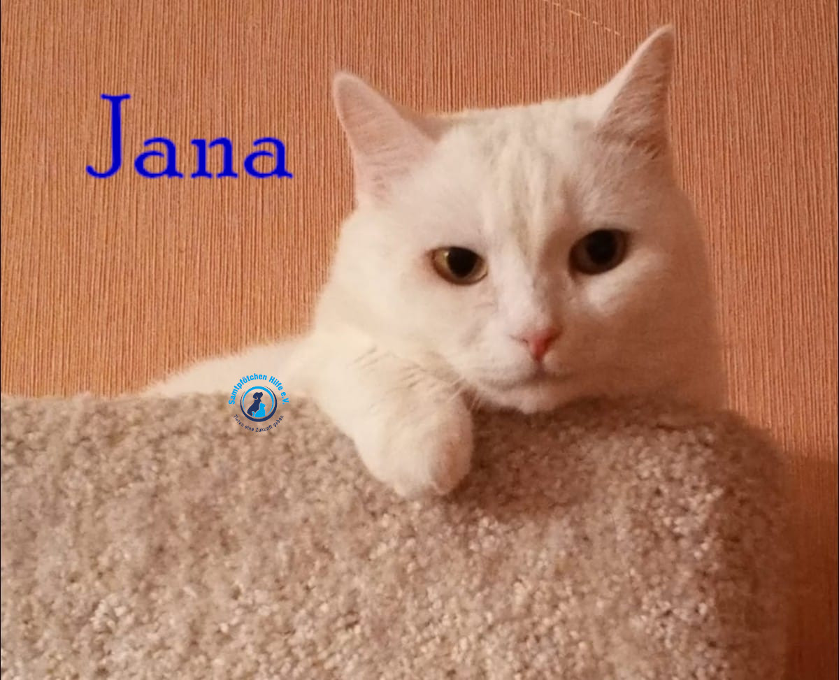 Nadezhda/Katzen/Jana_II/Jana_II65mN.jpg