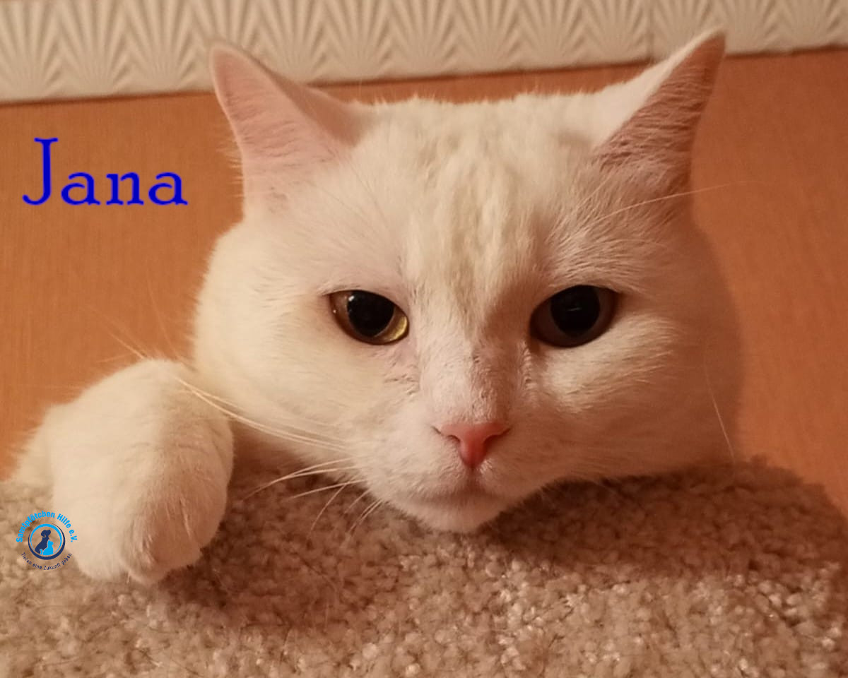 Nadezhda/Katzen/Jana_II/Jana_II66mN.jpg