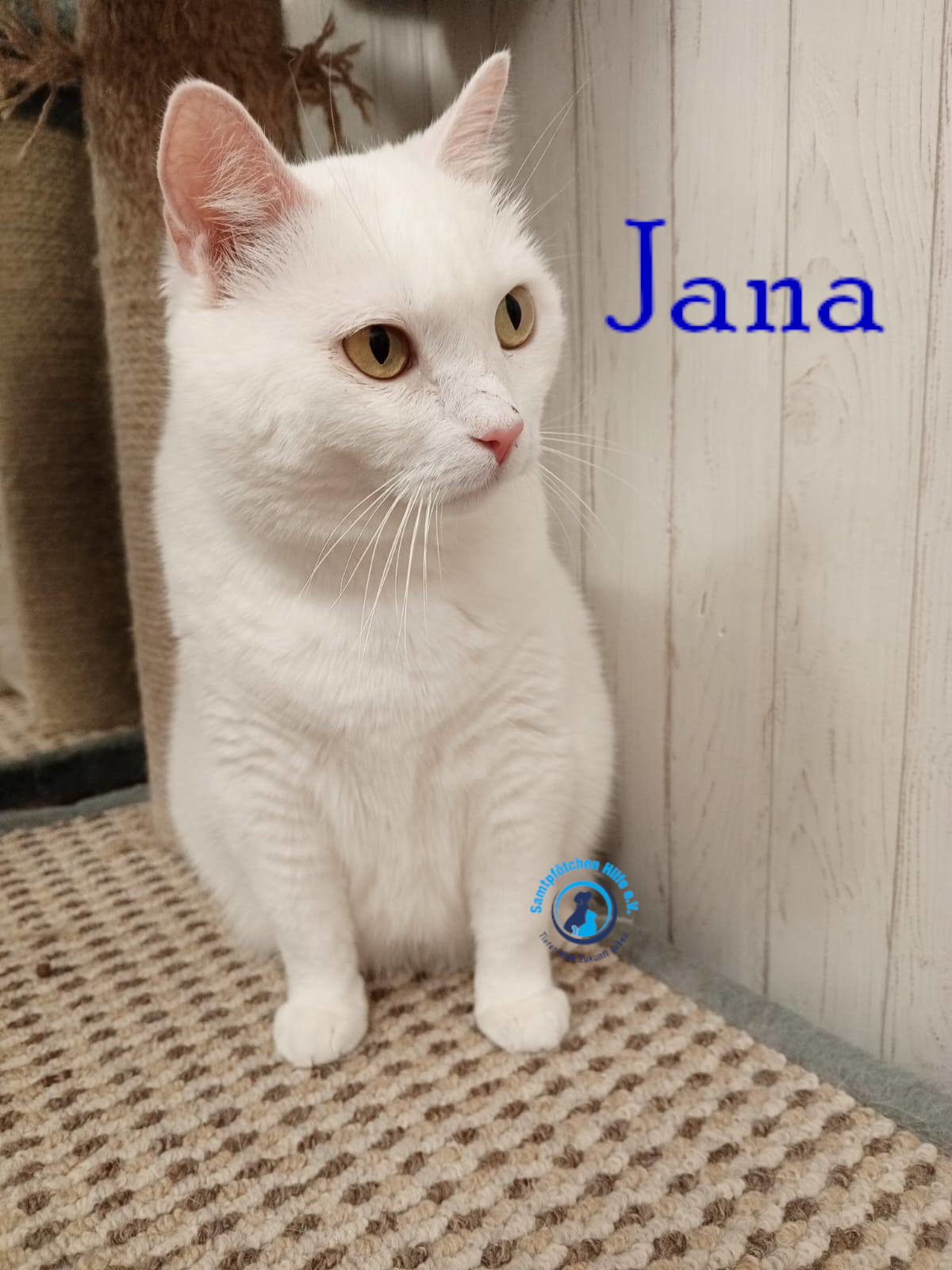 Nadezhda/Katzen/Jana_II/Jana_II67mN.jpg