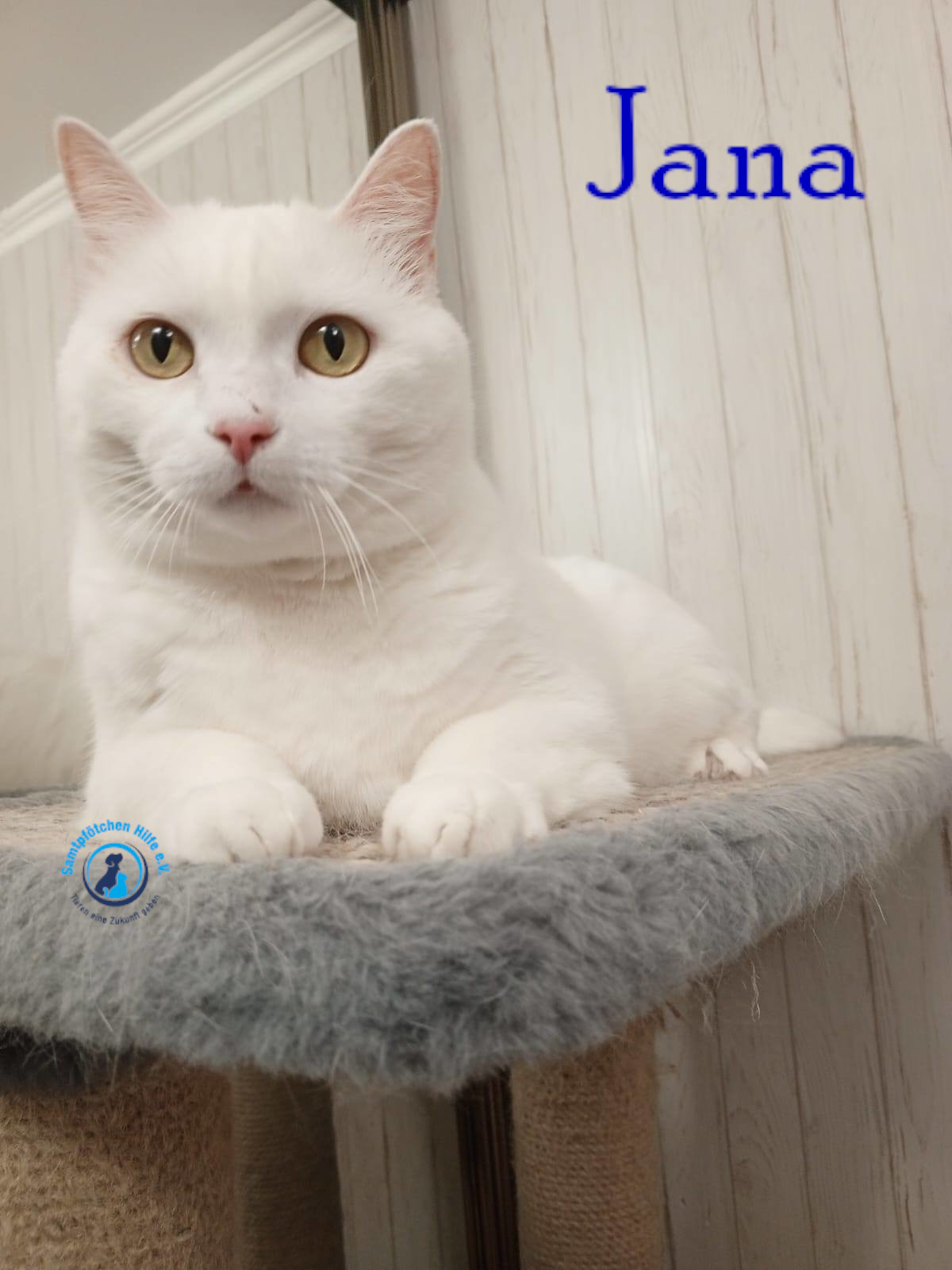 Nadezhda/Katzen/Jana_II/Jana_II70mN.jpg