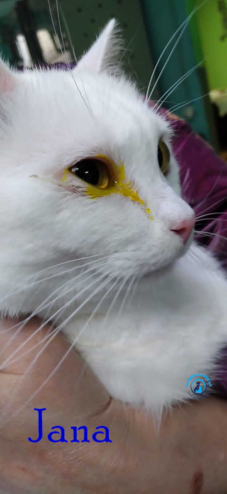 Nadezhda/Katzen/Jana_II/Jana_II72mN.jpg