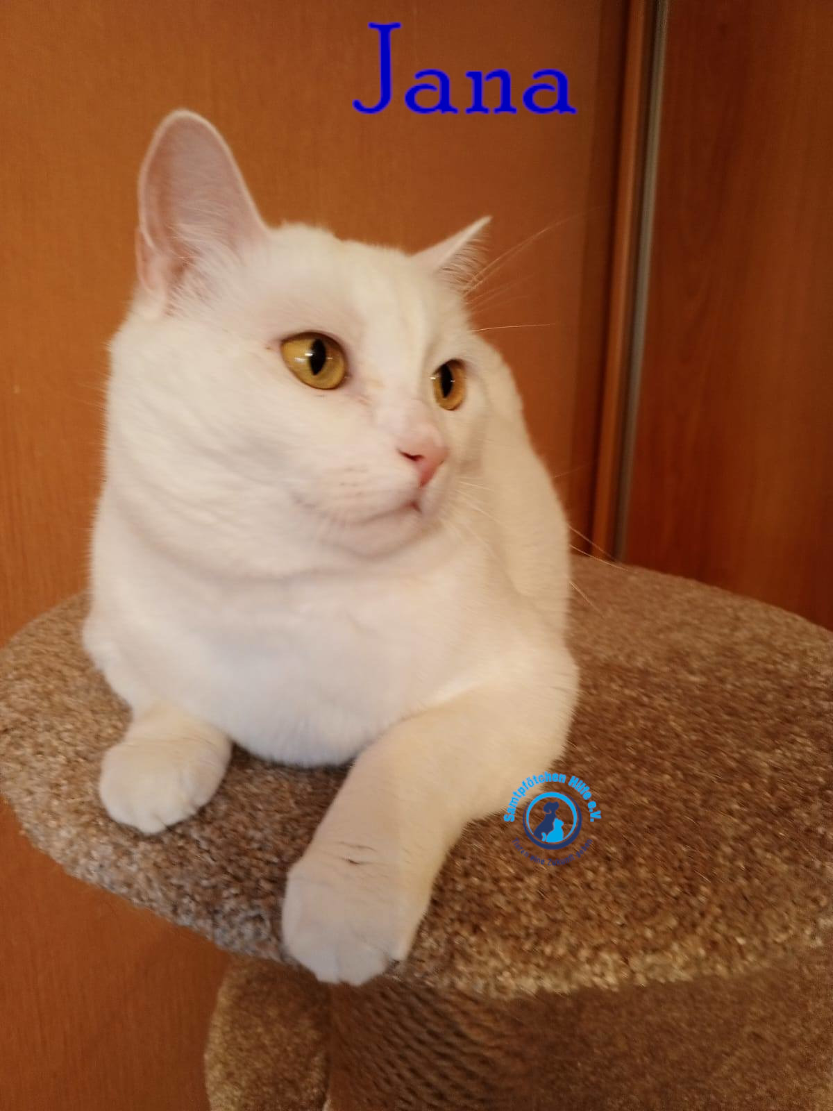 Nadezhda/Katzen/Jana_II/Jana_II74mN.jpg