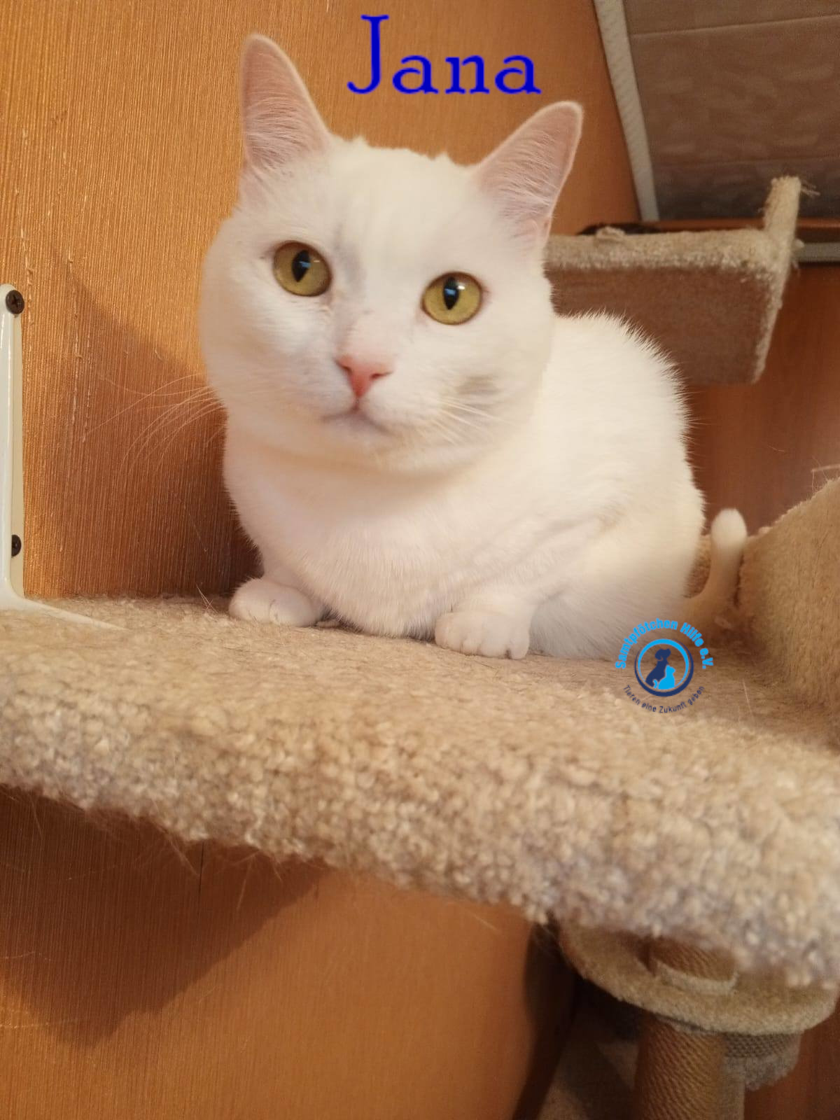 Nadezhda/Katzen/Jana_II/Jana_II75mN.jpg