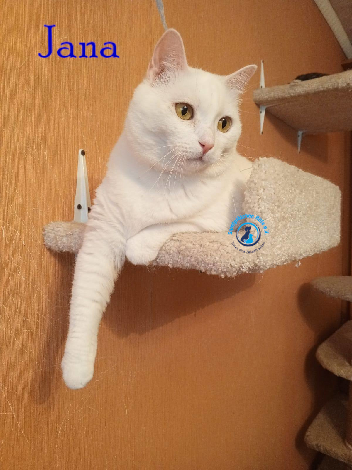 Nadezhda/Katzen/Jana_II/Jana_II76mN.jpg