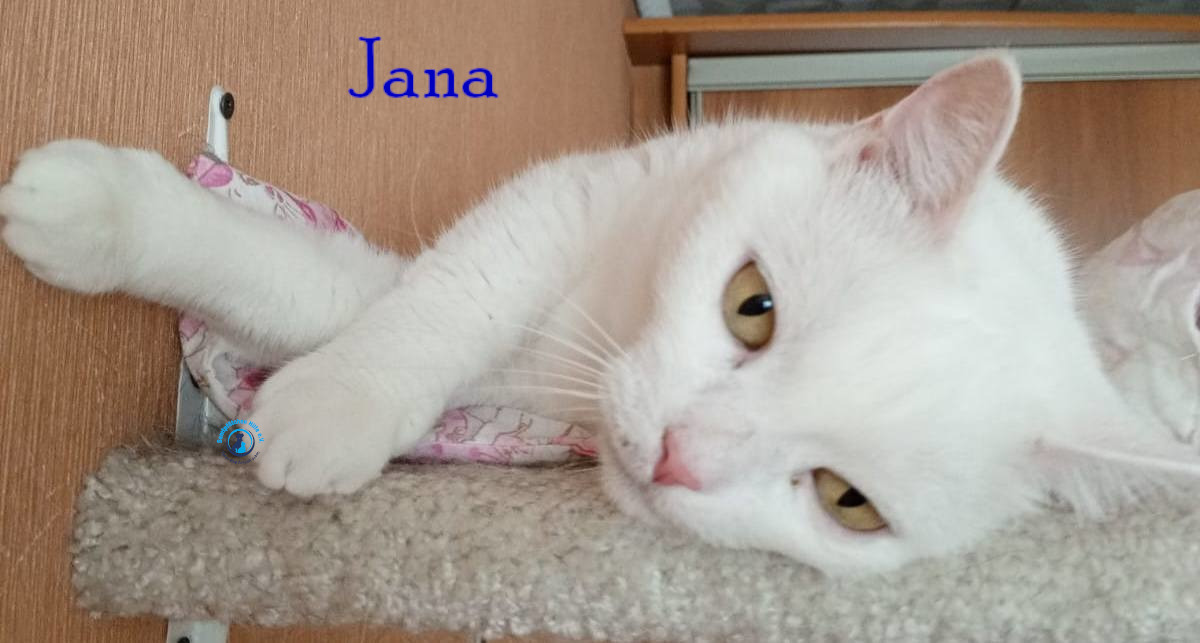 Nadezhda/Katzen/Jana_II/Jana_II77mN.jpg