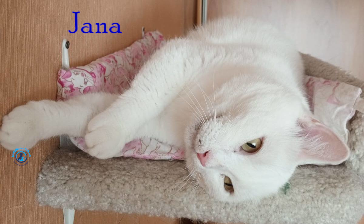Nadezhda/Katzen/Jana_II/Jana_II78mN.jpg