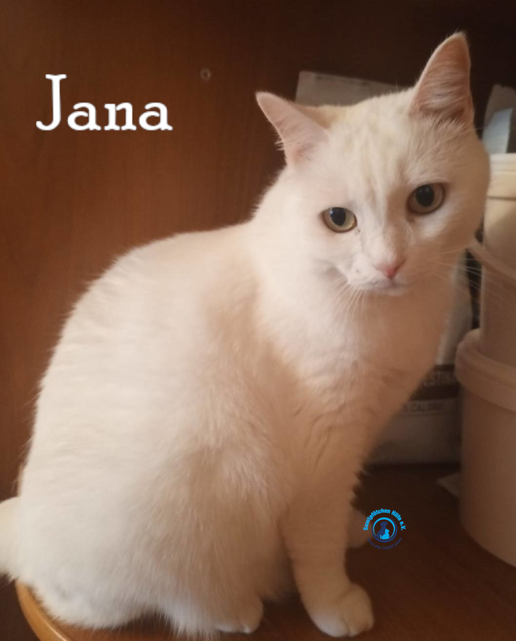 Nadezhda/Katzen/Jana_II/Jana_II79mN.jpg