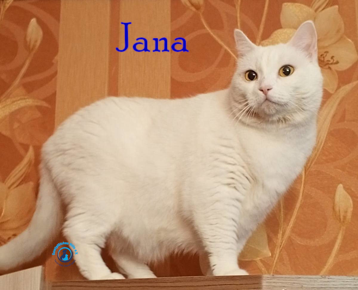 Nadezhda/Katzen/Jana_II/Jana_II81mN.jpg