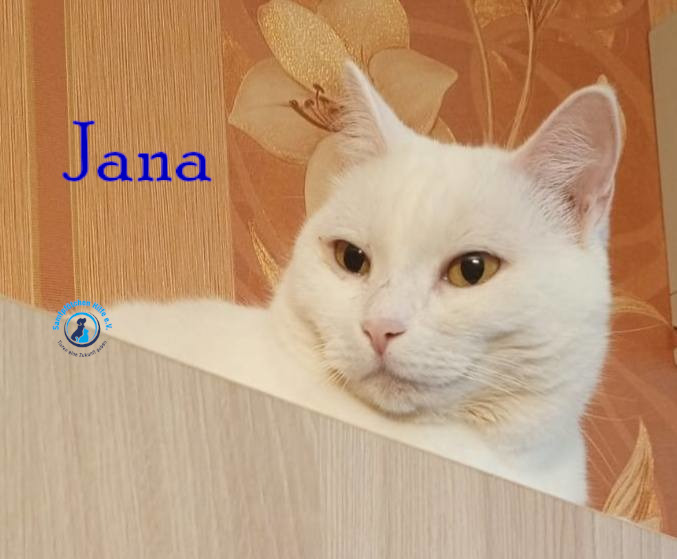 Nadezhda/Katzen/Jana_II/Jana_II82mN.jpg