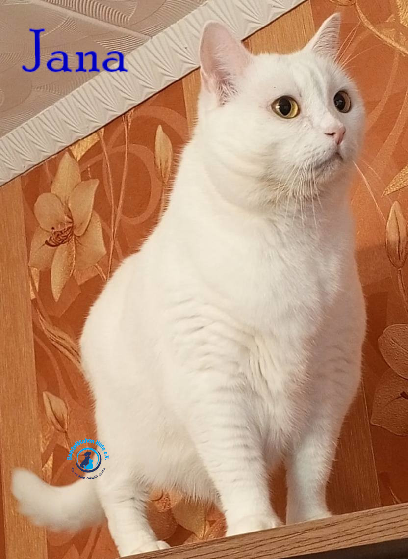 Nadezhda/Katzen/Jana_II/Jana_II83mN.jpg