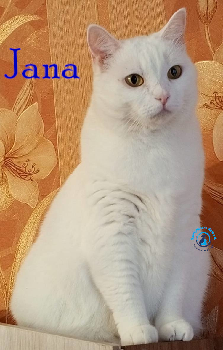 Nadezhda/Katzen/Jana_II/Jana_II84mN.jpg