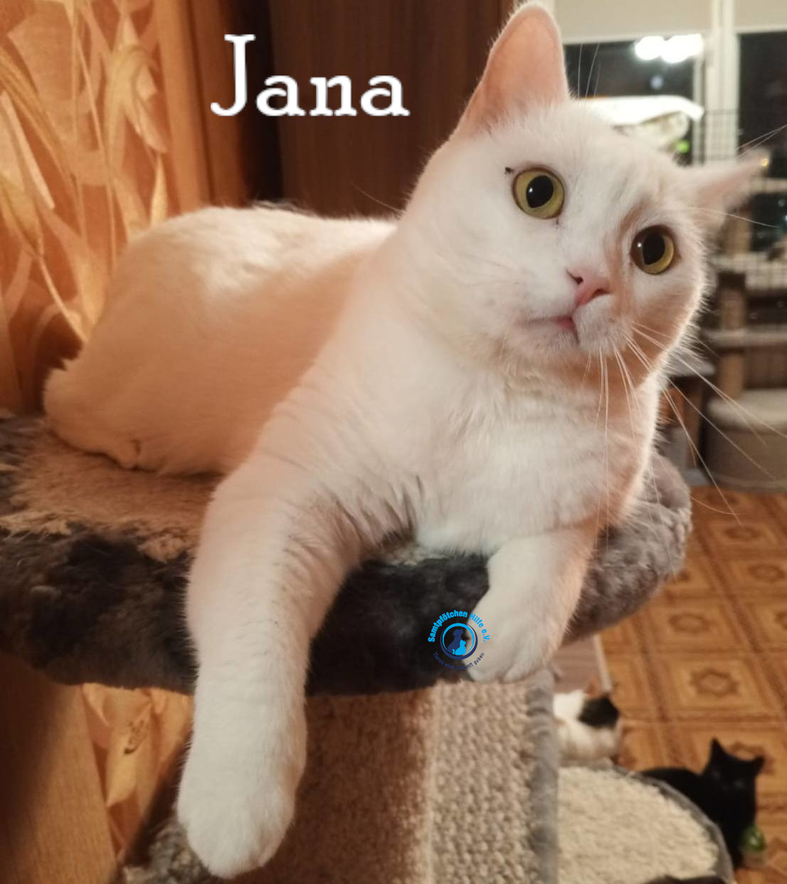 Nadezhda/Katzen/Jana_II/Jana_II85mN.jpg
