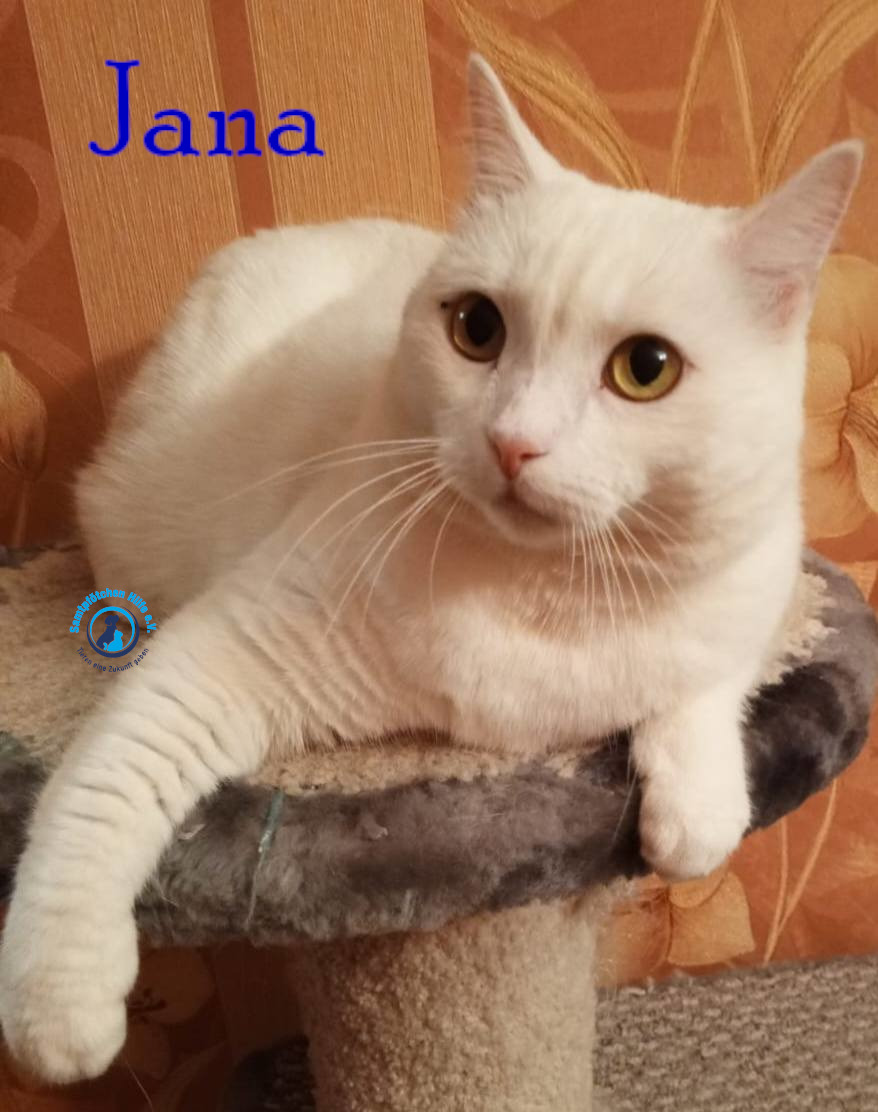 Nadezhda/Katzen/Jana_II/Jana_II86mN.jpg