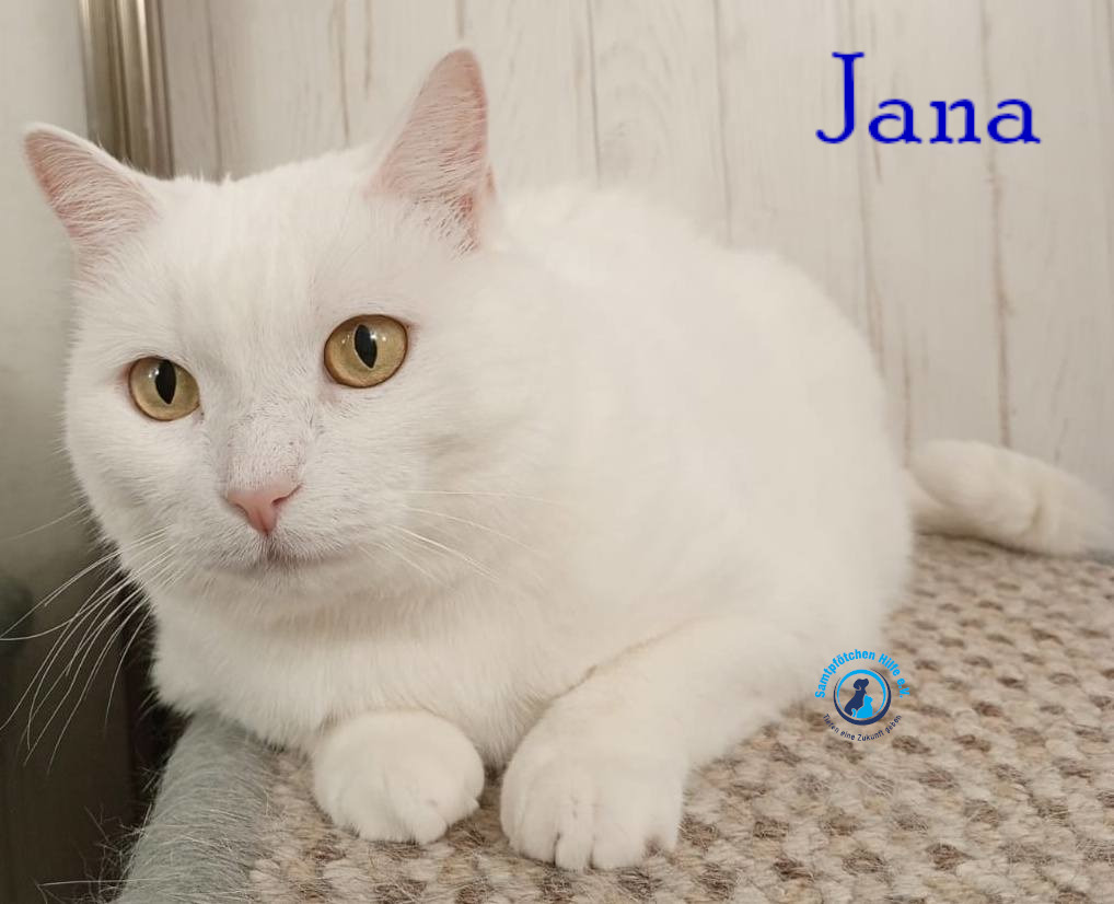 Nadezhda/Katzen/Jana_II/Jana_II87mN.jpg