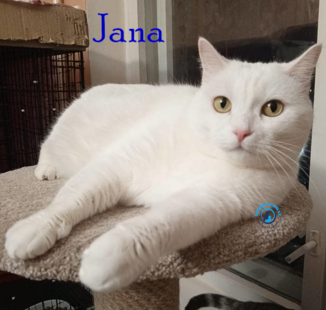 Nadezhda/Katzen/Jana_II/Jana_II88mN.jpg
