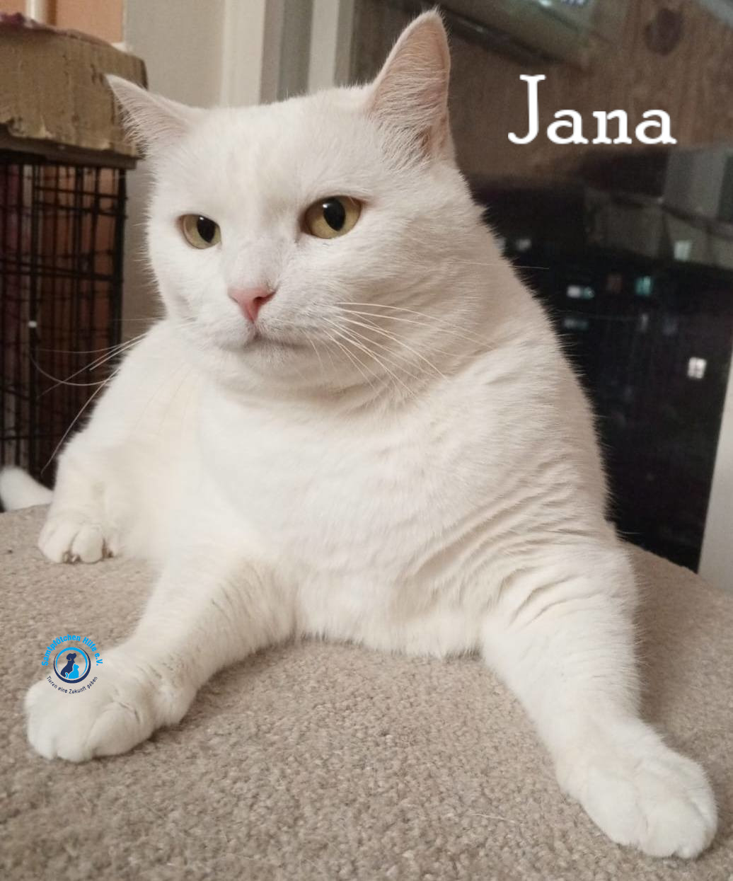 Nadezhda/Katzen/Jana_II/Jana_II89mN.jpg
