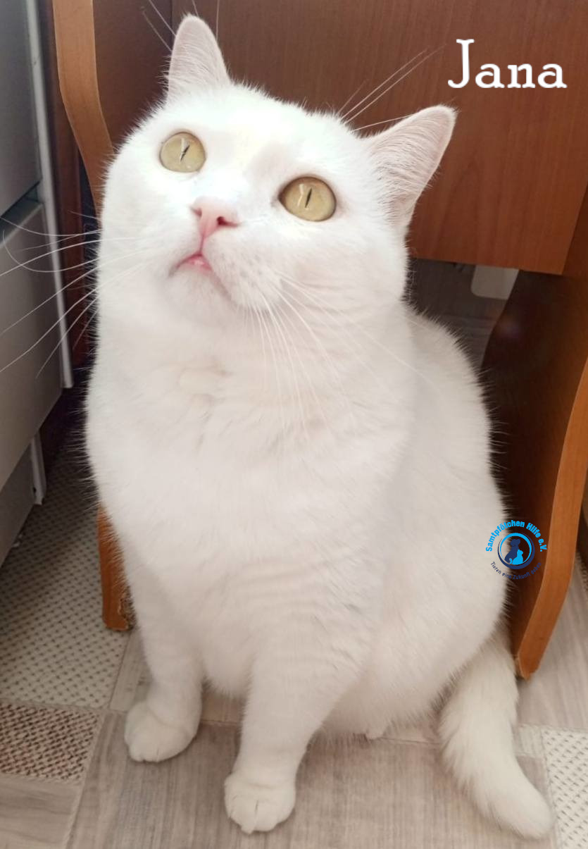 Nadezhda/Katzen/Jana_II/Jana_II92mN.jpg
