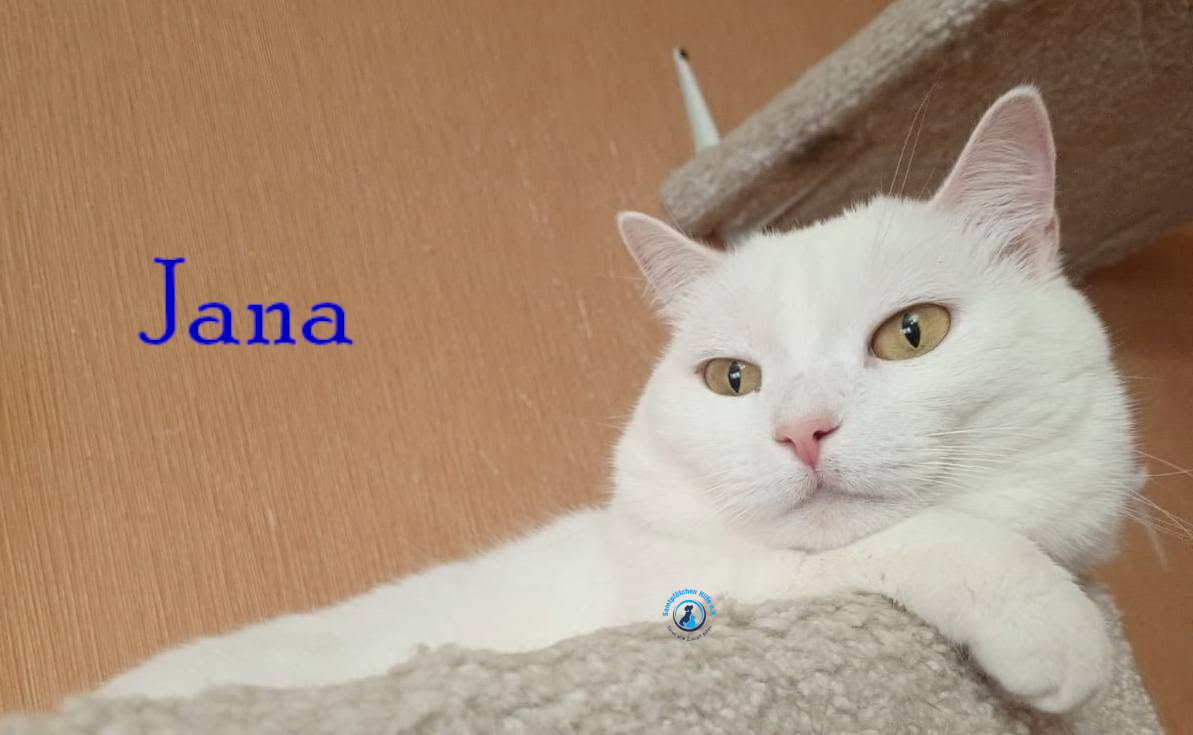 Nadezhda/Katzen/Jana_II/Jana_II96mN.jpg