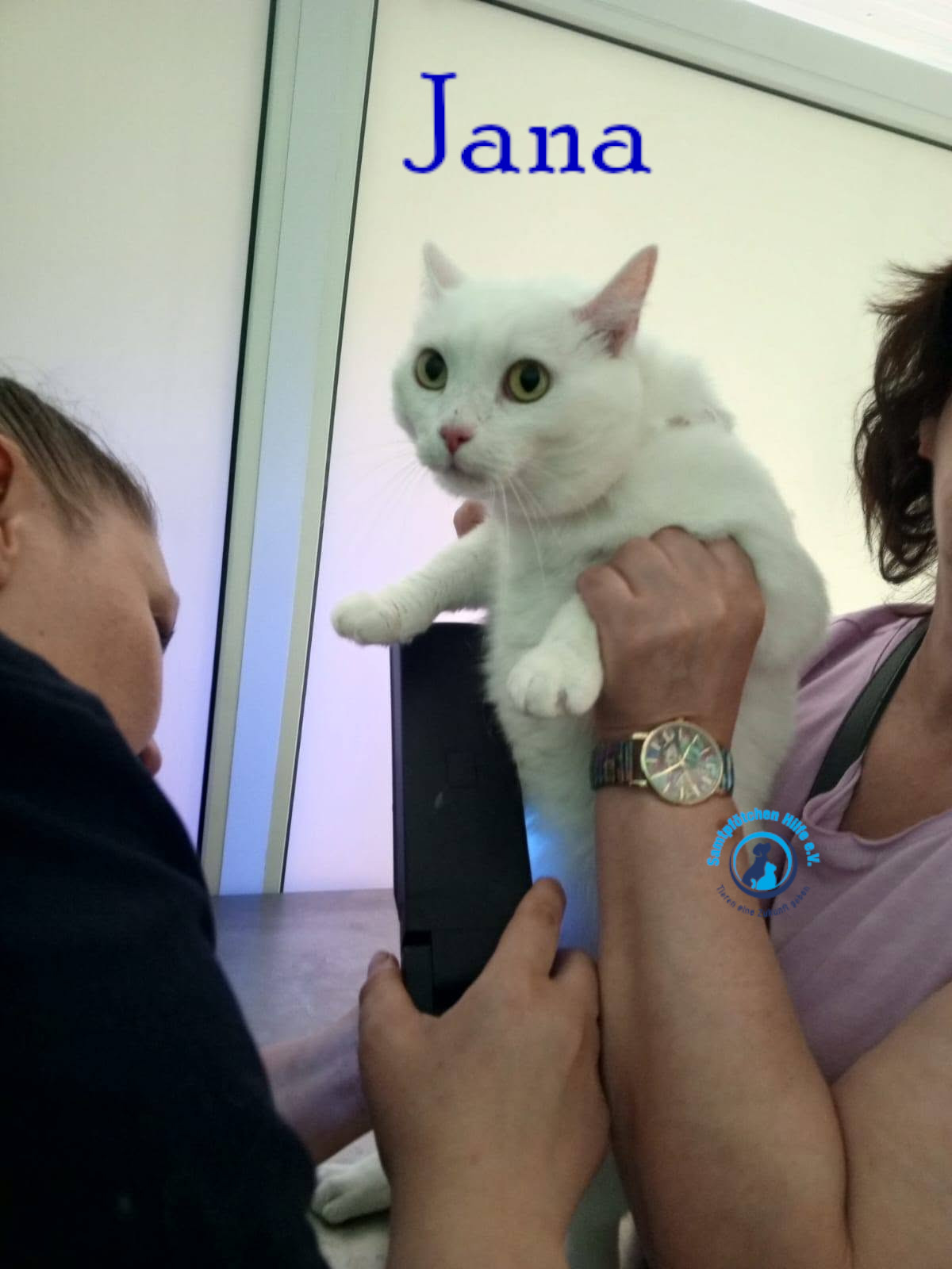 Nadezhda/Katzen/Jana_II/Jana_II97mN.jpg