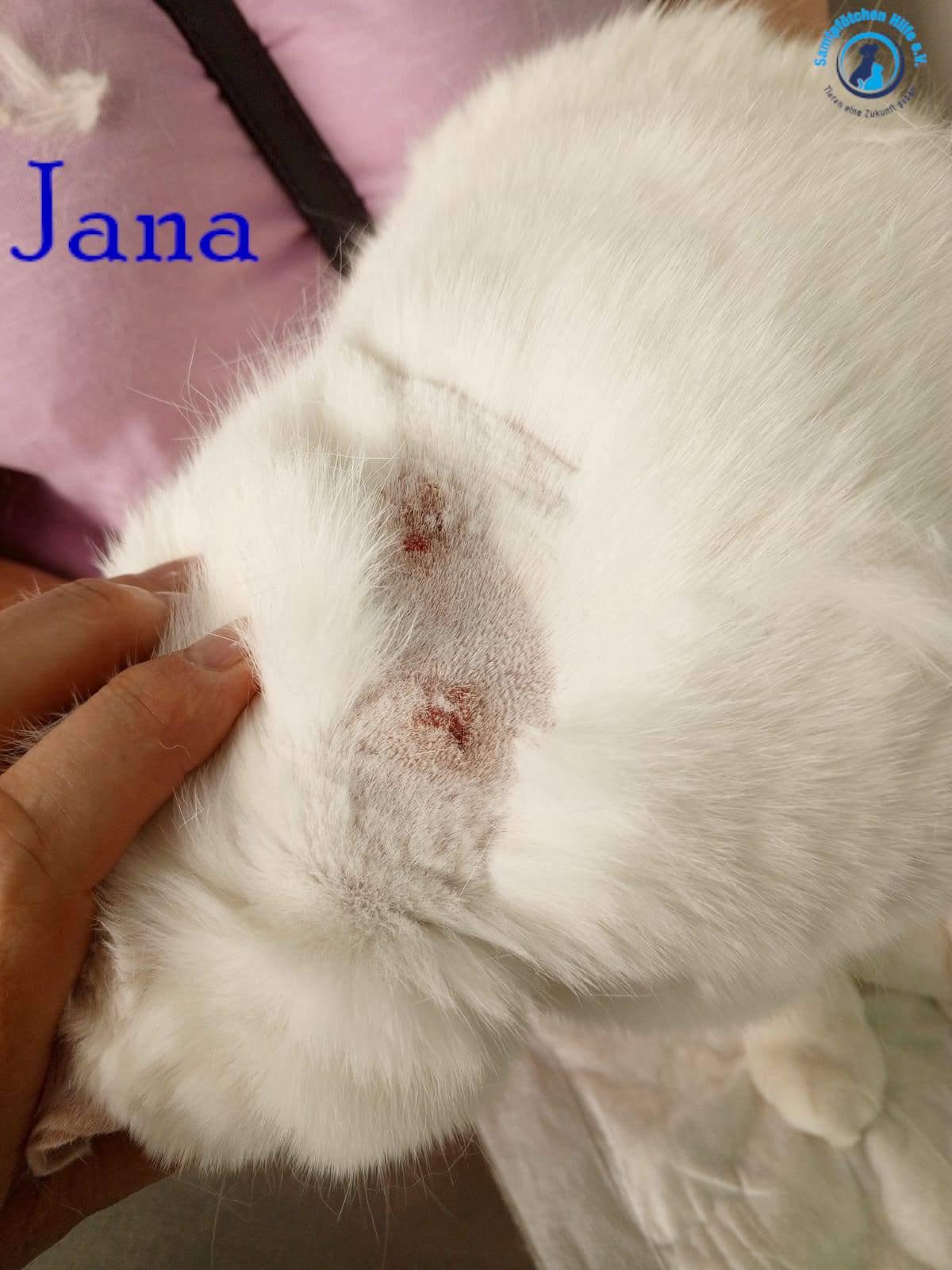 Nadezhda/Katzen/Jana_II/Jana_II99mN.jpg