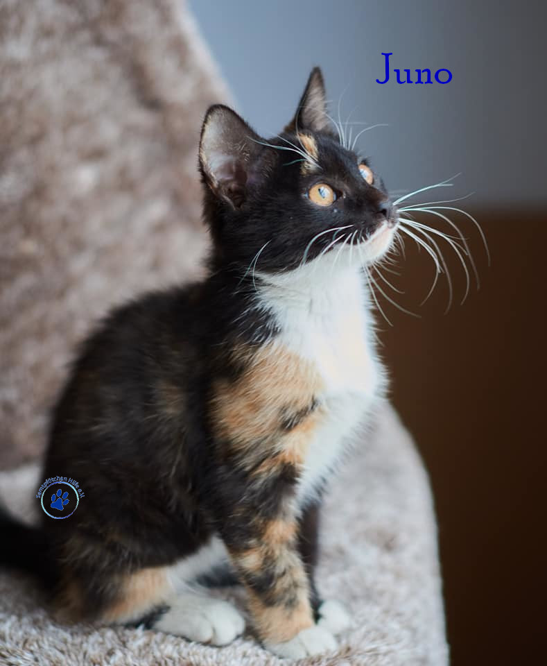 Nadezhda/Katzen/Juno/Juno15mN.jpg