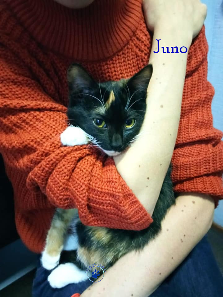 Nadezhda/Katzen/Juno/Juno26mN.jpg