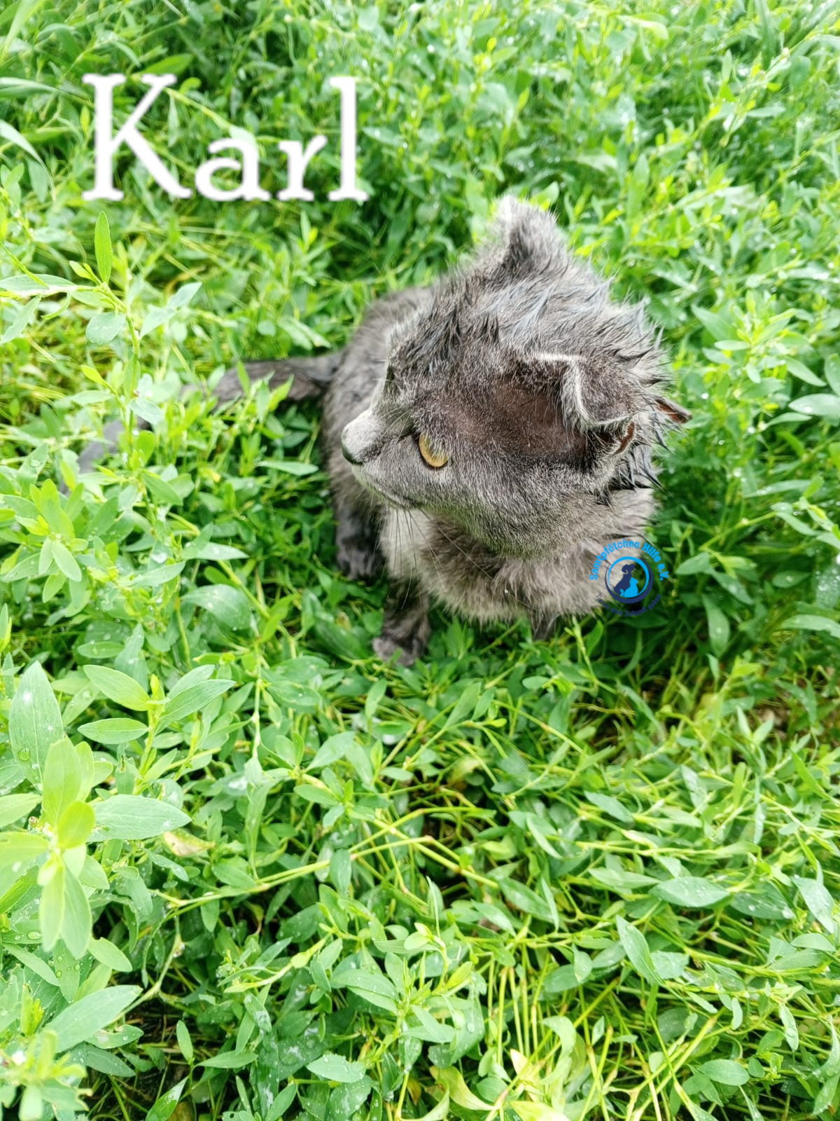 Nadezhda/Katzen/Karl/Karl01mN.jpg