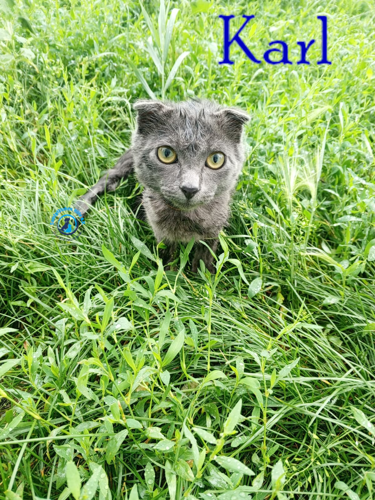 Nadezhda/Katzen/Karl/Karl02mN.jpg