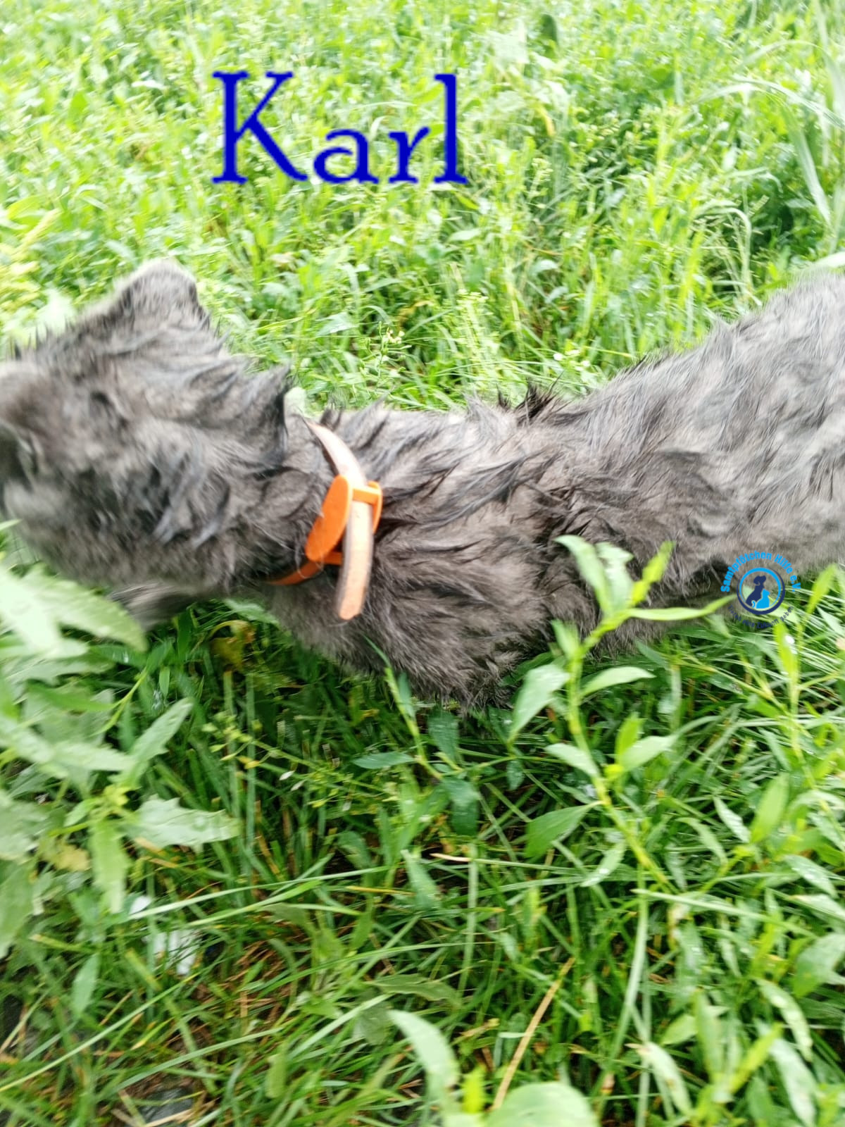 Nadezhda/Katzen/Karl/Karl03mN.jpg