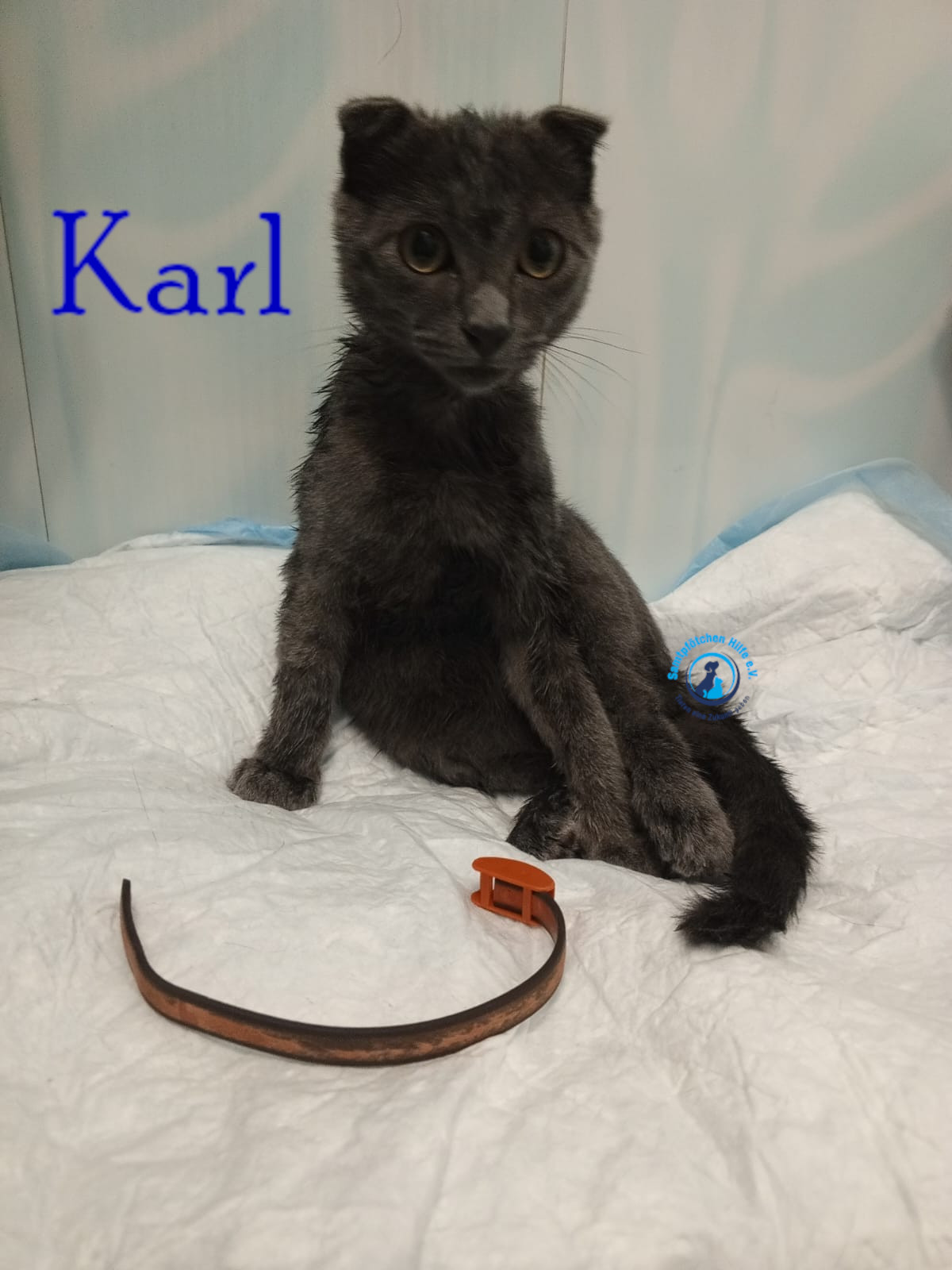 Nadezhda/Katzen/Karl/Karl04mN.jpg