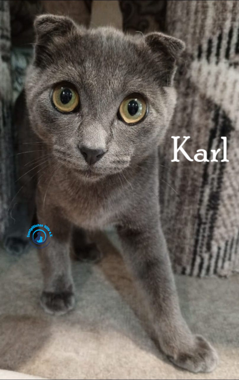 Nadezhda/Katzen/Karl/Karl06mN.jpg