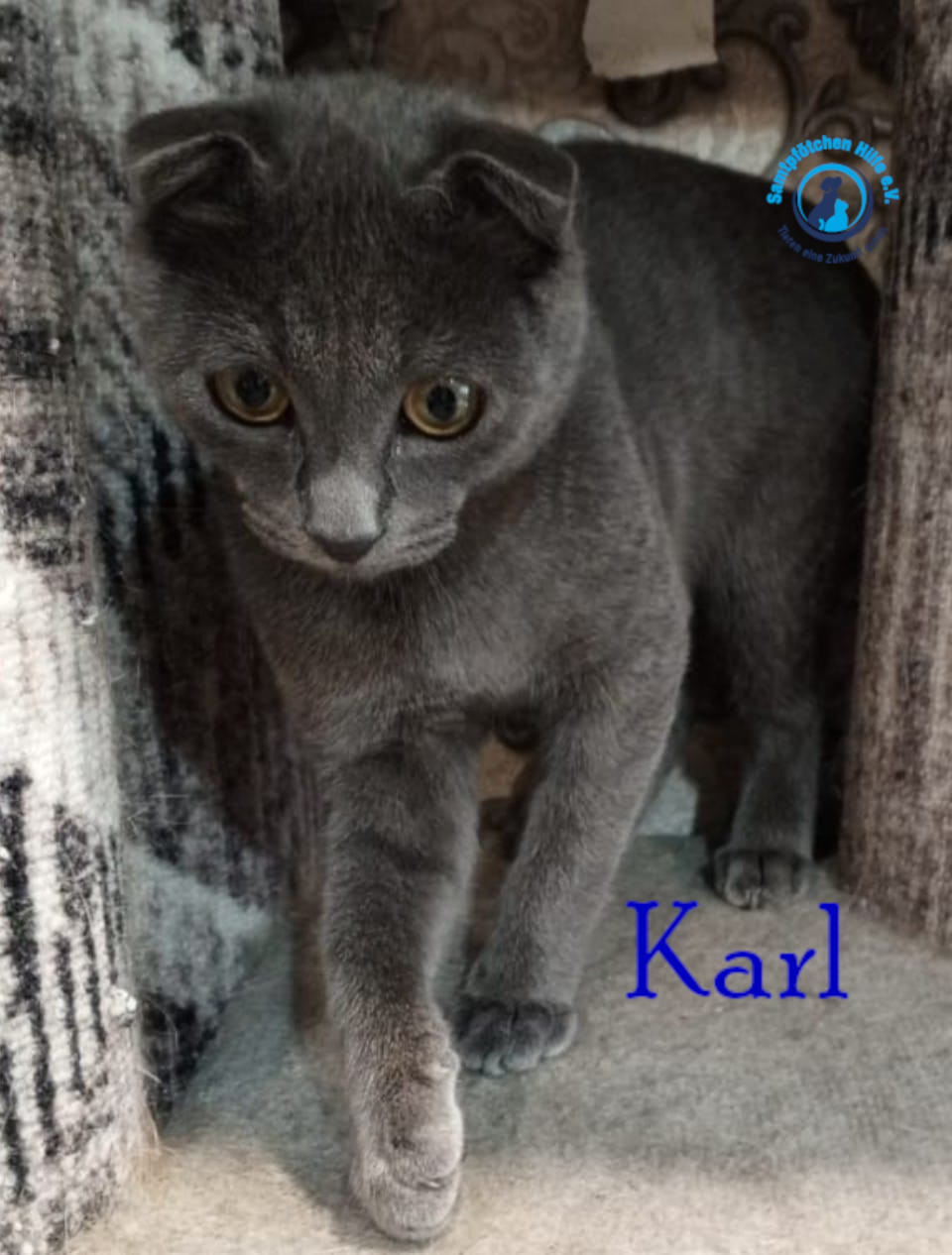 Nadezhda/Katzen/Karl/Karl07mN.jpg