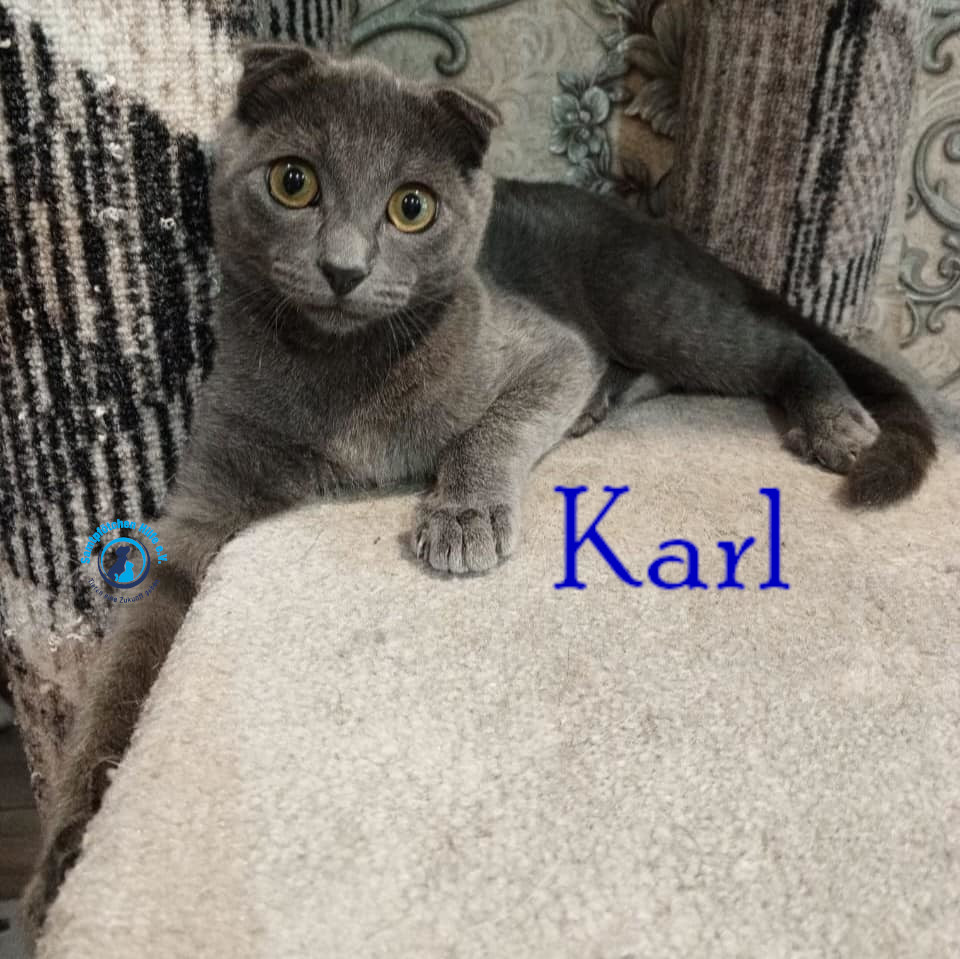 Nadezhda/Katzen/Karl/Karl08mN.jpg