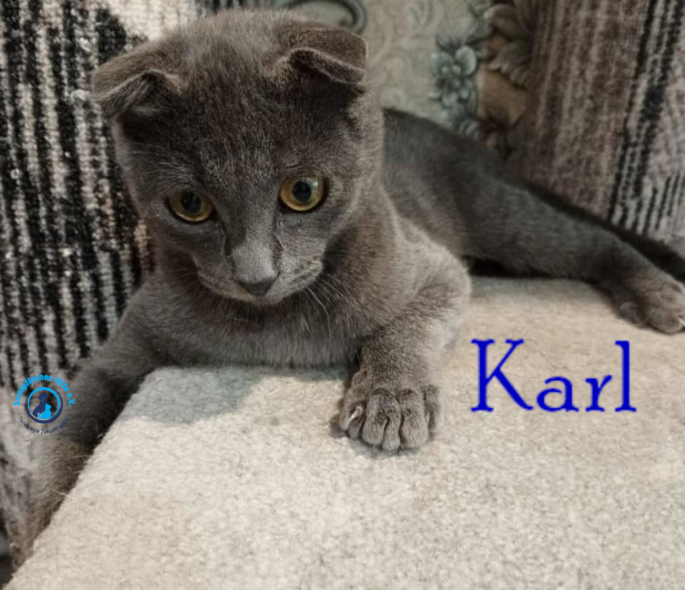 Nadezhda/Katzen/Karl/Karl09mN.jpg