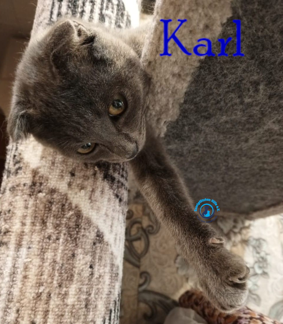 Nadezhda/Katzen/Karl/Karl10mN.jpg