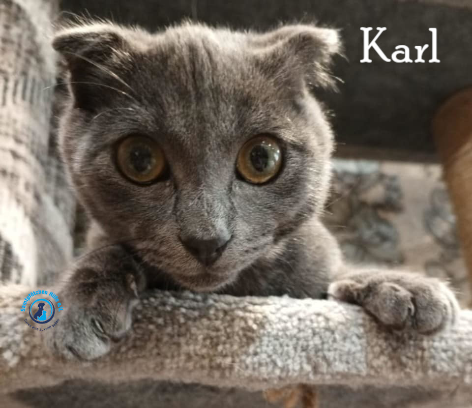 Nadezhda/Katzen/Karl/Karl11mN.jpg