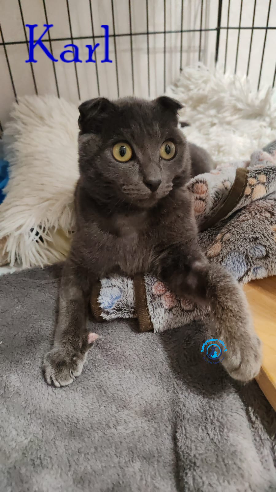 Nadezhda/Katzen/Karl/Karl12mN.jpg