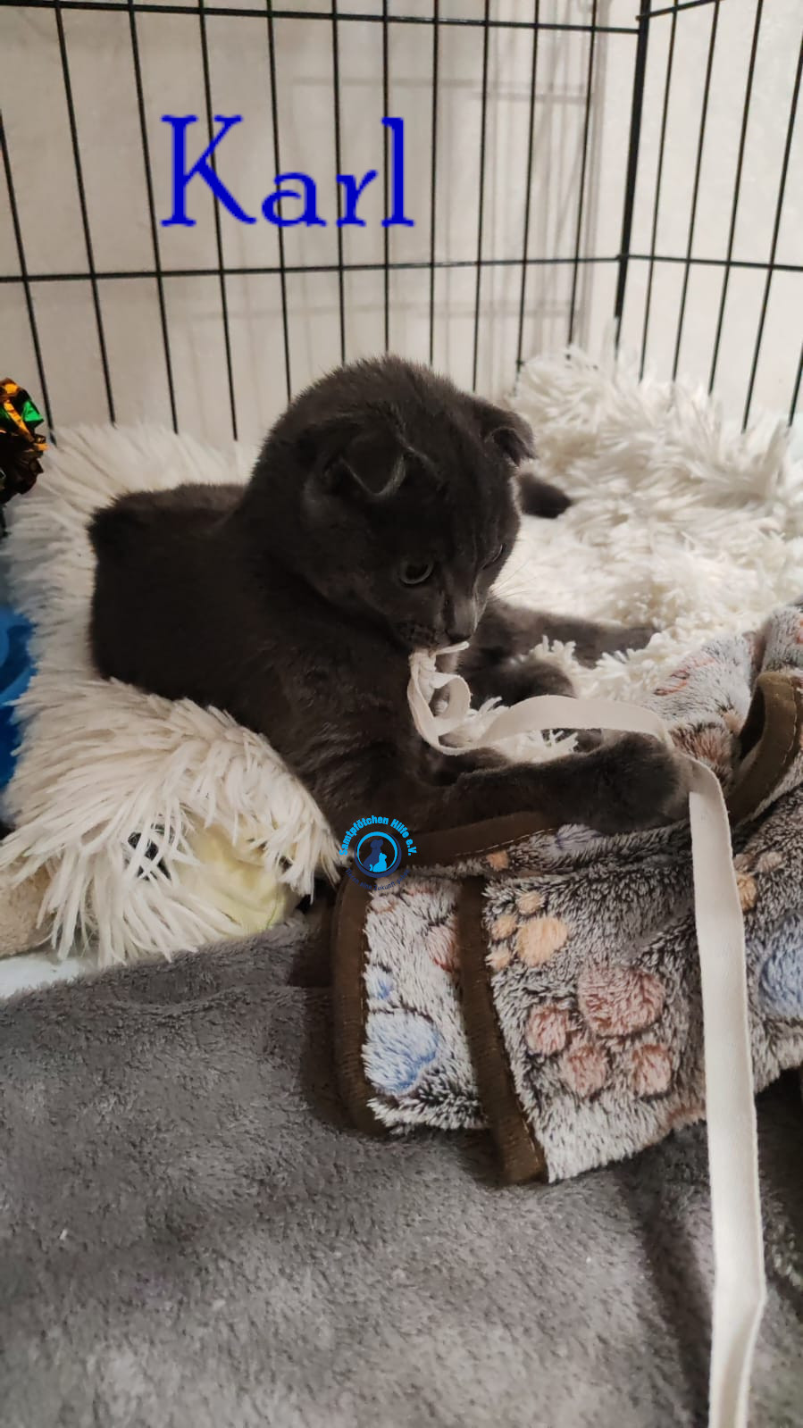 Nadezhda/Katzen/Karl/Karl14mN.jpg