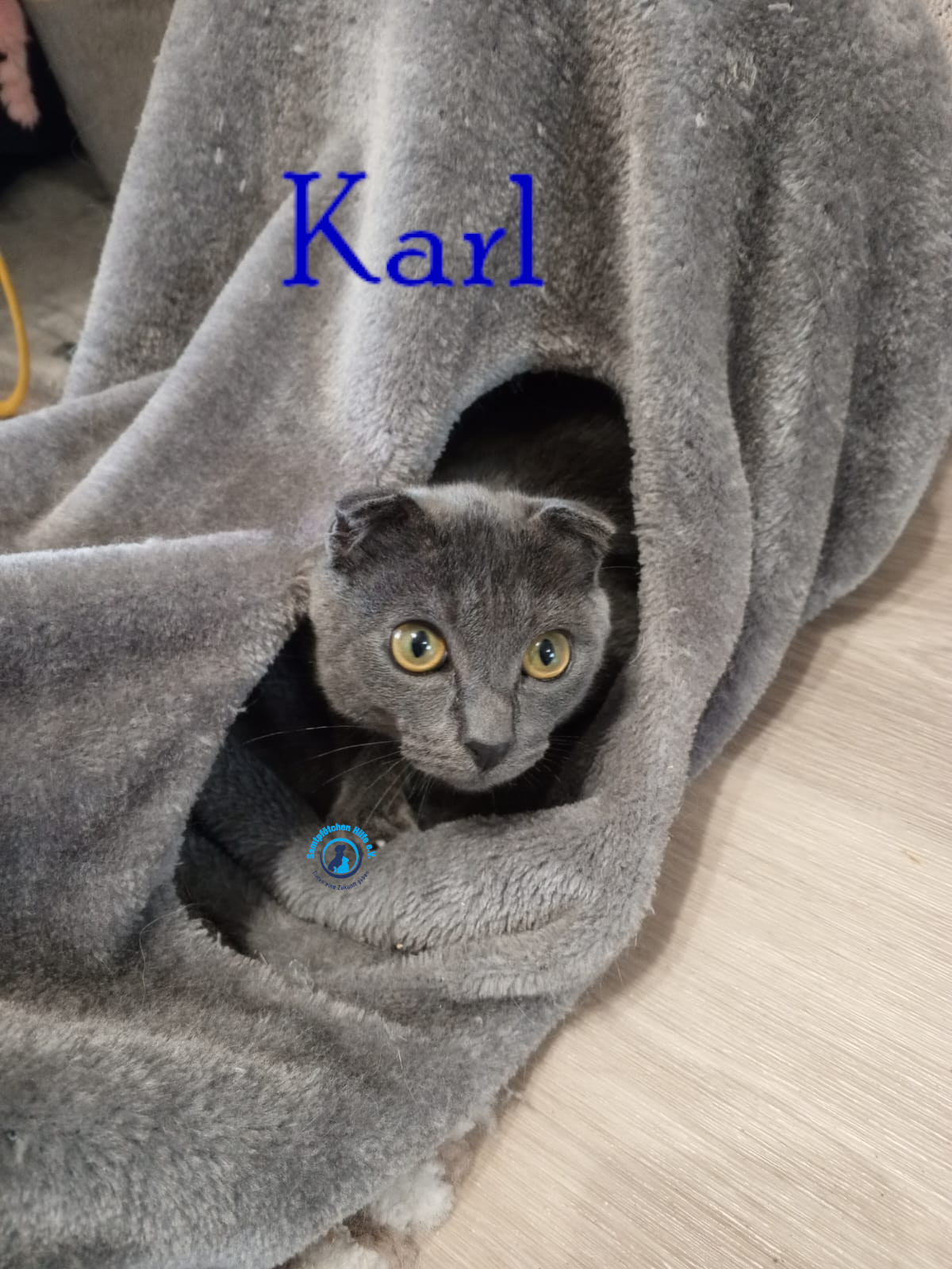 Nadezhda/Katzen/Karl/Karl15mN.jpg