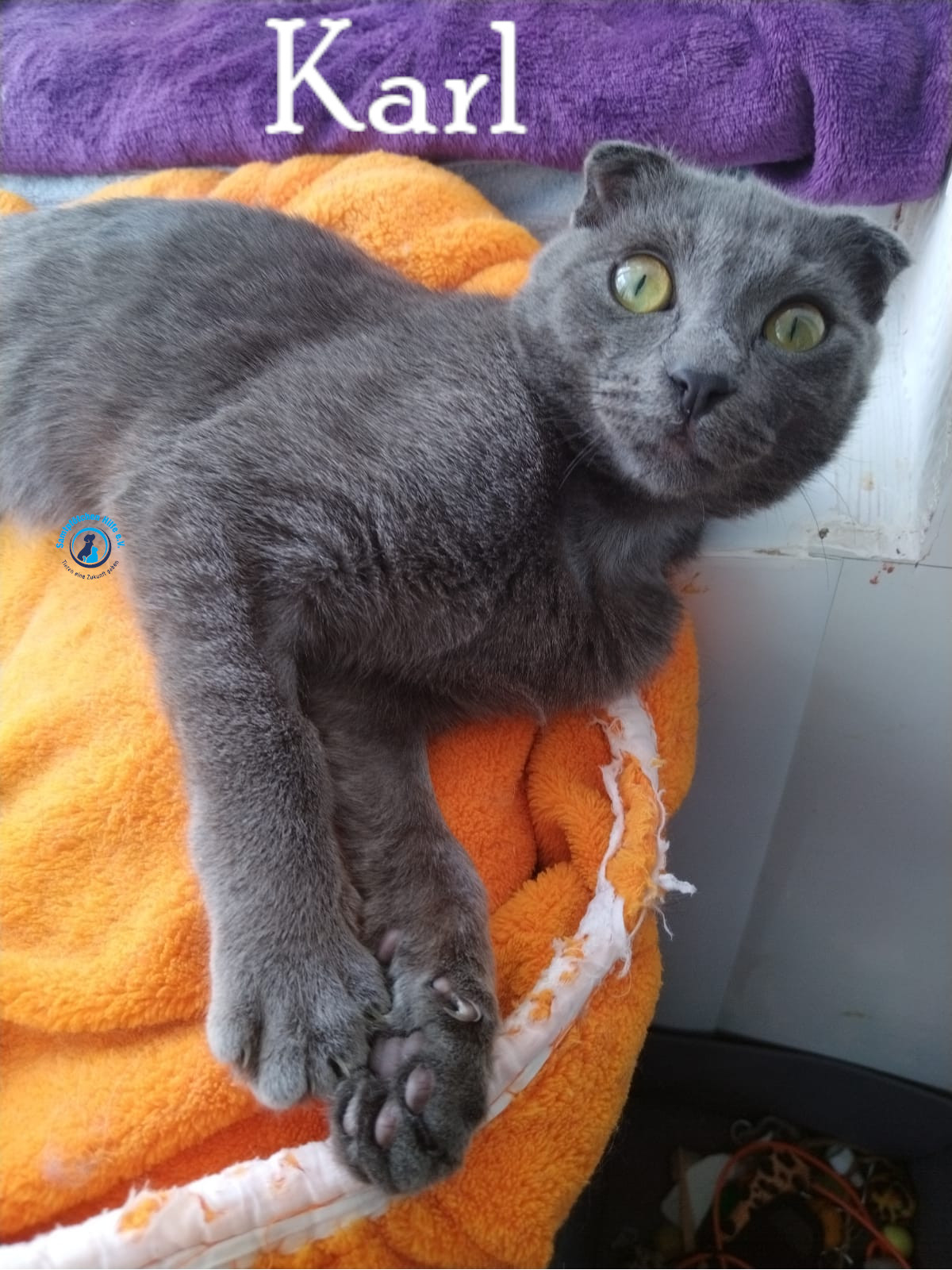 Nadezhda/Katzen/Karl/Karl17mN.jpg