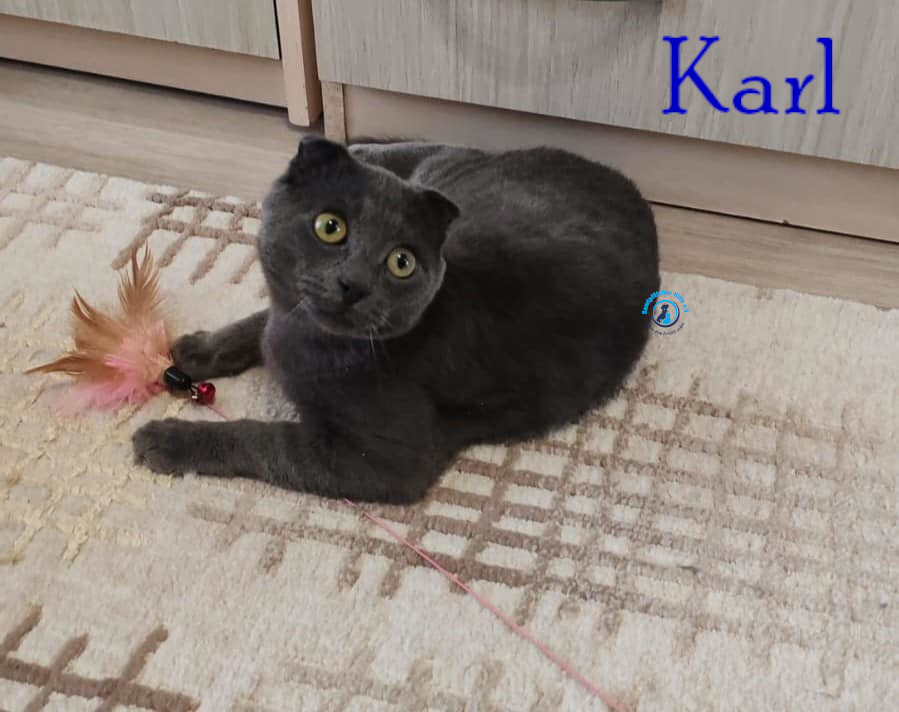 Nadezhda/Katzen/Karl/Karl18mN.jpg
