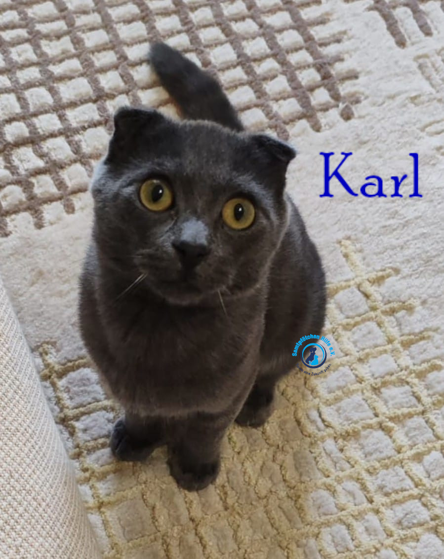 Nadezhda/Katzen/Karl/Karl19mN.jpg