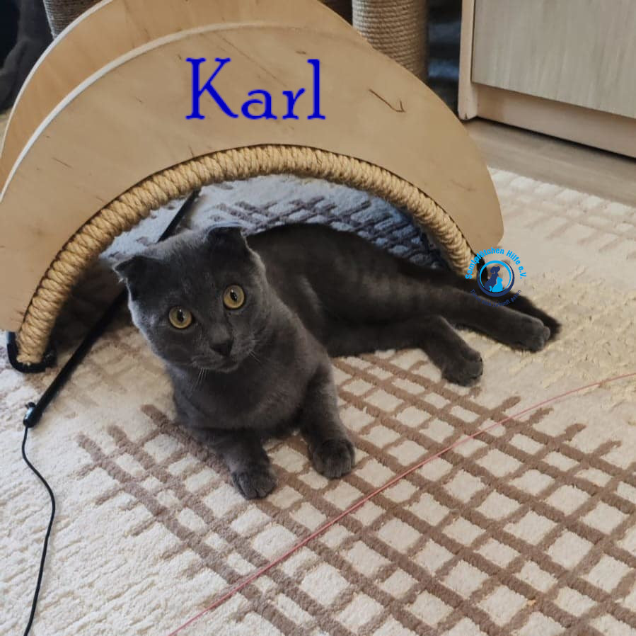 Nadezhda/Katzen/Karl/Karl20mN.jpg