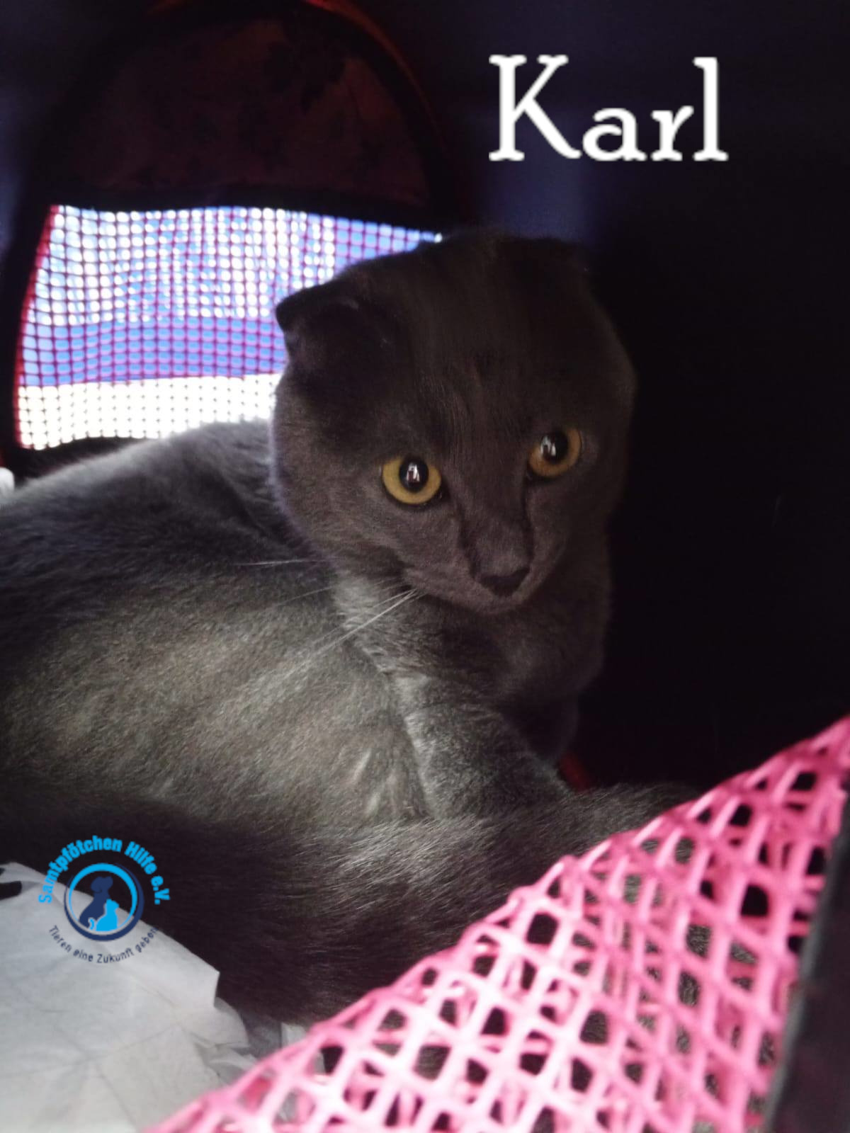 Nadezhda/Katzen/Karl/Karl24mN.jpg