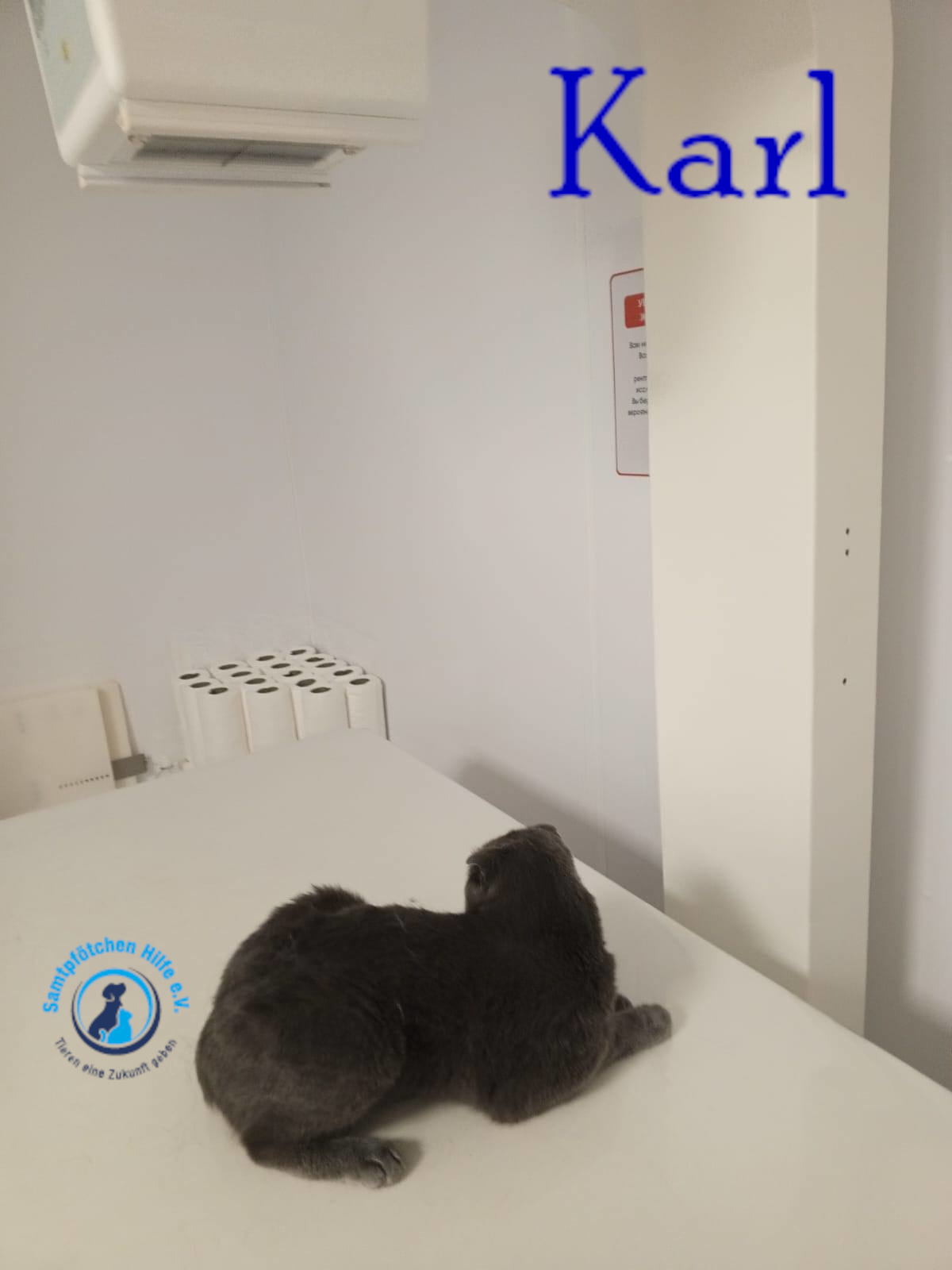 Nadezhda/Katzen/Karl/Karl25mN.jpg
